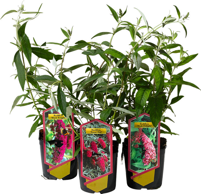 Fjärilsbuske Buddleja Mix